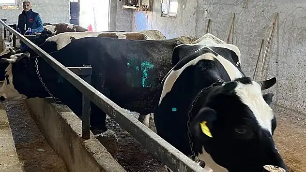 Konya'da şap aşısı kampanyasında sona doğru