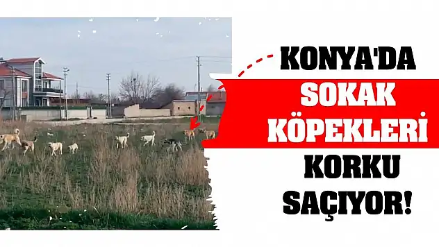 Konya'da sokak köpekleri korku saçıyor!