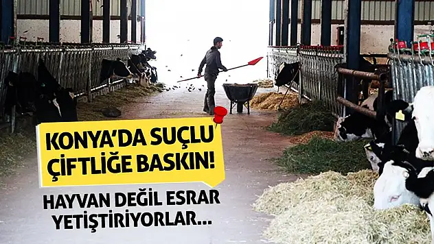 Konya'da Suçlu Çiftliğe Baskın! Hayvan Değil Esrar Yetiştiriyorlar...