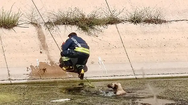 Konya'da sulama kanalına düşen köpeği itfaiye ekipleri kurtardı
