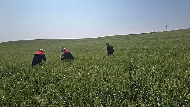 Konya'da süne zararlısıyla mücadele devam ediyor!