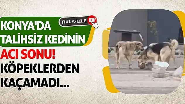 Konya'da Talihsiz Kedinin Acı Sonu! Köpeklerden Kaçamadı...