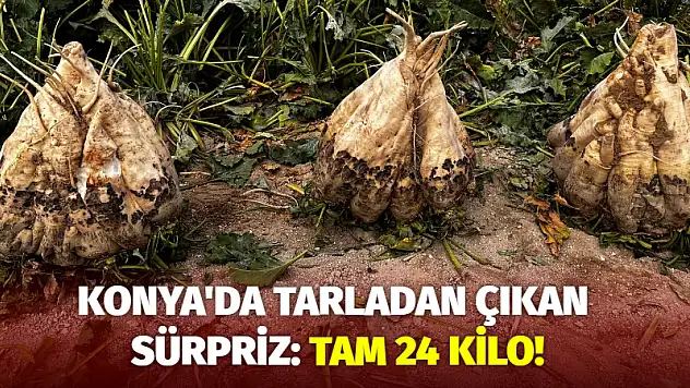 Konya'da Tarladan Çıkan Sürpriz: Tam 24 Kilo!