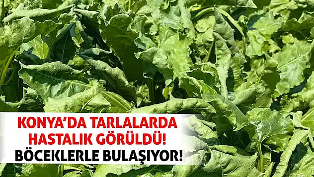 Konya'da tarlalarda hastalık görüldü! Böceklerle bulaşıyor!