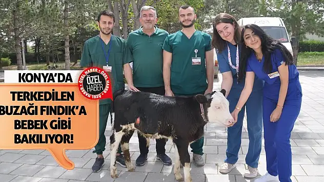 Konya'da terkedilen buzağı Fındık'a bebek gibi bakılıyor!