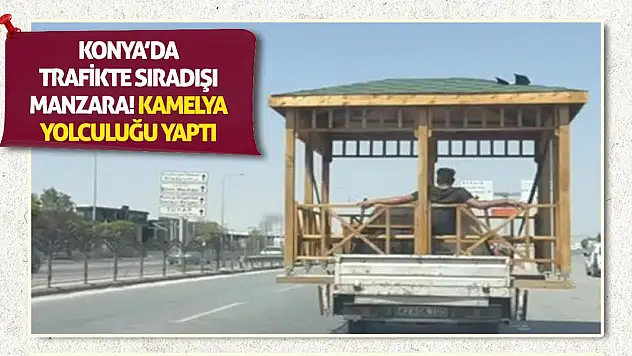 Konya'da Trafikte Sıradışı Manzara! Kamelya Yolculuğu Yaptı