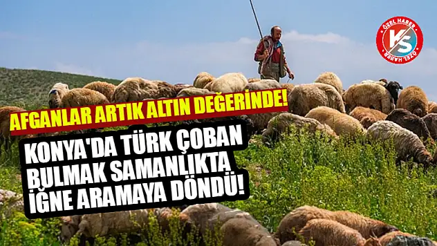 Konya'da Türk Çoban Bulmak Samanlıkta İğne Aramaya Döndü!