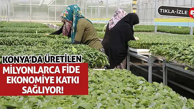 Konya'da Üretilen Milyonlarca Fide Ekonomiye Katkı Sağlıyor!