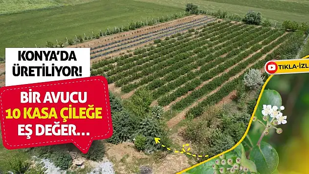 Konya'da Üretiliyor! Bir Avucu 10 Kasa Çileğe Eş Değer…