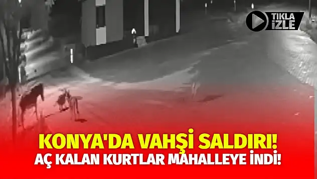 Konya'da Vahşi Saldırı! Aç Kalan Kurtlar Mahalleye İndi!