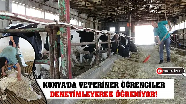 Konya'da veteriner öğrenciler deneyimleyerek öğreniyor!