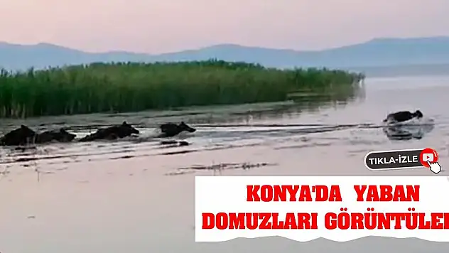 Konya'da yaban domuzları görüntüledi