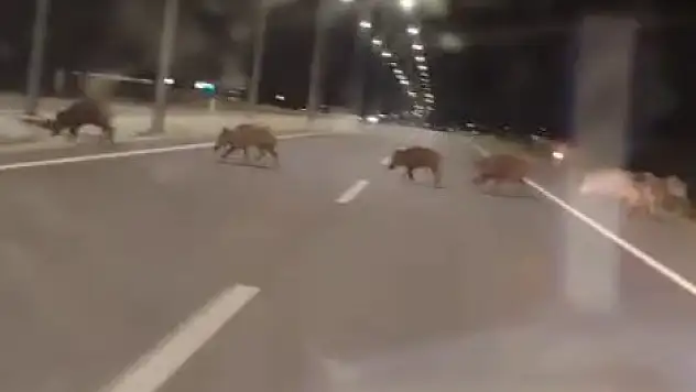 Konya'da yaban domuzları sürücülerin korkulu rüyası oldu!