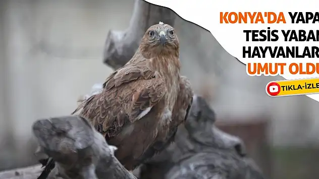 Konya'da Yapay Tesis Yabani Hayvanlara Umut Oldu!