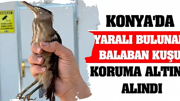 Konya'da yaralı bulunan balaban kuşu koruma altına alındı
