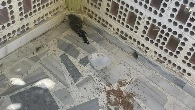 Konya'da yaralı ebabil kuşuna şefkat eli!