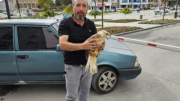 Konya'da yaralı şahin tedavi altına alındı