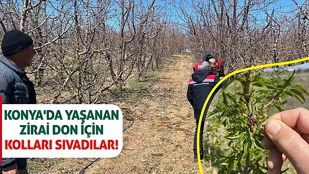 Konya'da yaşanan zirai don için kolları sıvadılar!