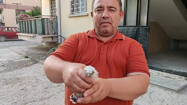 Konya'da yavru doğan kuşu koruma altına alındı
