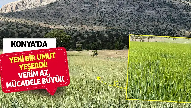 Konya'da yeni bir umut yeşerdi! Verim Az, Mücadele Büyük