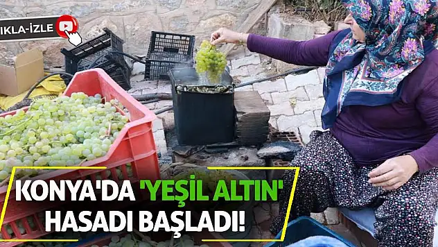 Konya'da 'yeşil altın' hasadı başladı!