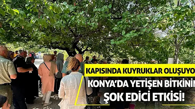 Konya'da yetişen bitkinin şok edici etkisi! Kapısında kuyruklar oluşuyor!