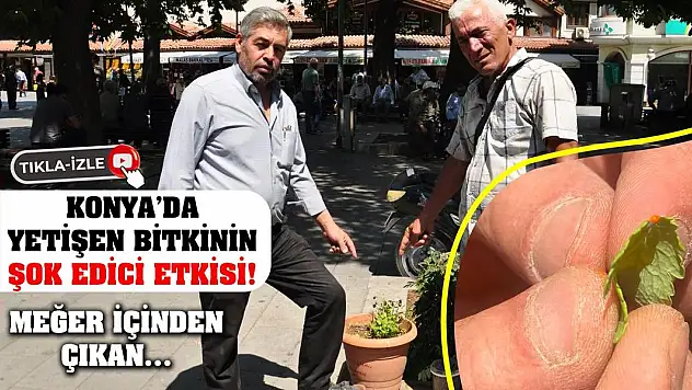 Konya'da yetişen bitkinin şok edici etkisi! Meğer içinden çıkan…