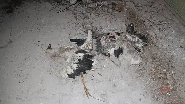 Konya'da yıkılan yuvadan düşen yavru leylekler telef oldu!