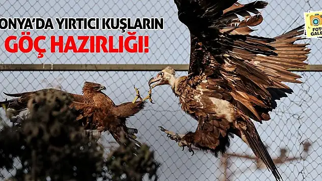 Konya'da Yırtıcı Kuşların Göç Hazırlığı!