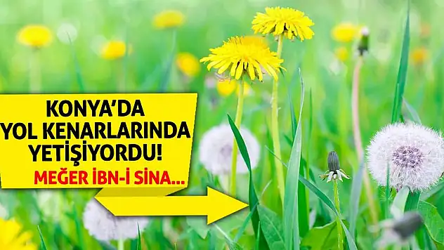 Konya'da Yol Kenarlarında Yetişiyordu! Meğer İbn-i Sina…