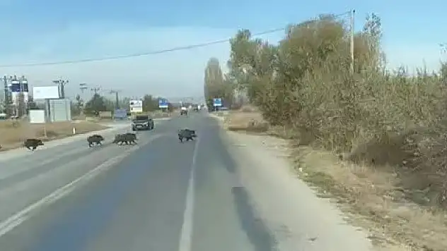 Konya'da yola çıkan yaban domuzu sürüsü böyle görüntülendi
