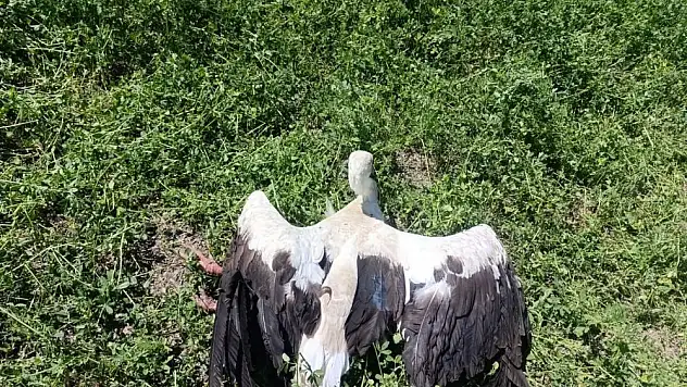Konya'da yonca tarlasında yaralı leylek bulundu