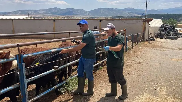 Konya'da yurt dışından getirilen hayvanların takibi yapılıyor