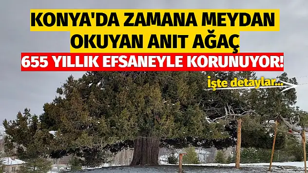 Konya'da Zamana Meydan Okuyan Anıt Ağaç 655 Yıllık Efsaneyle Korunuyor!