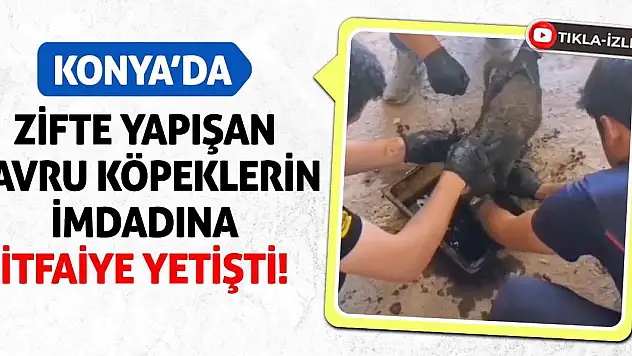 Konya'da Zifte Yapışan Yavru Köpeklerin İmdadına İtfaiye Yetişti!