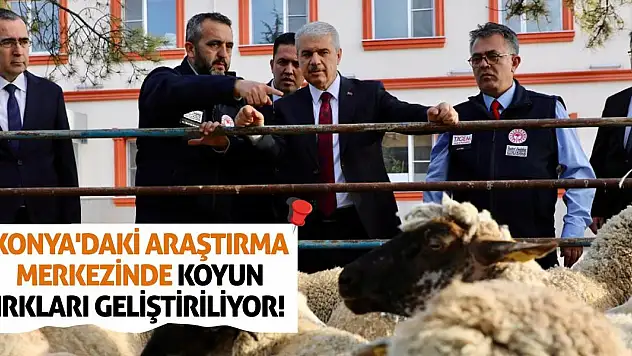 Konya'daki Araştırma Merkezinde Koyun Irkları Geliştiriliyor!