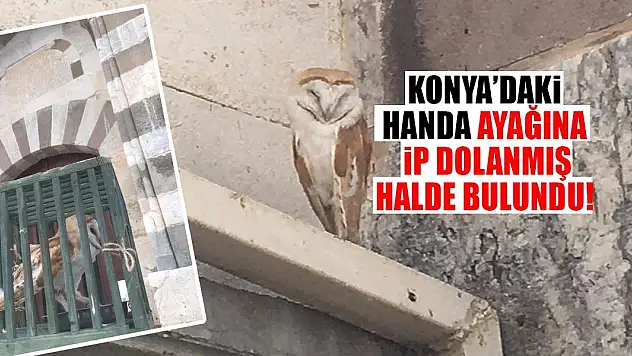 Konya'daki handa ayağına ip dolanmış halde bulundu!