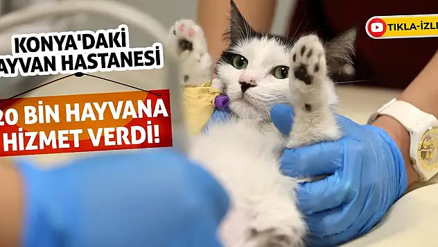 Konya'daki hayvan hastanesi 20 bin hayvana hizmet verdi!
