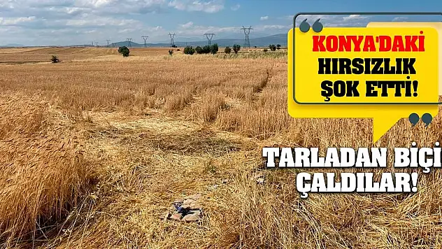 Konya'daki hırsızlık şok etti! Tarladan biçip çaldılar!