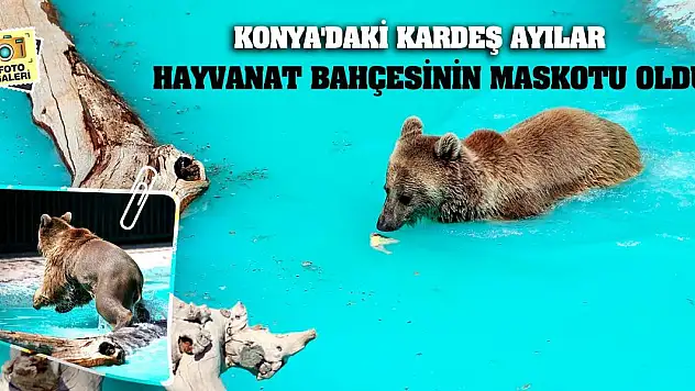 Konya'daki kardeş ayılar hayvanat bahçesinin maskotu oldu!