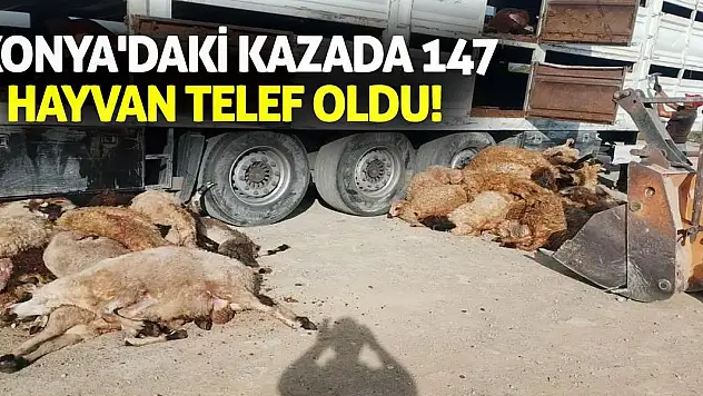 Konya'daki kazada 147 hayvan telef oldu!
