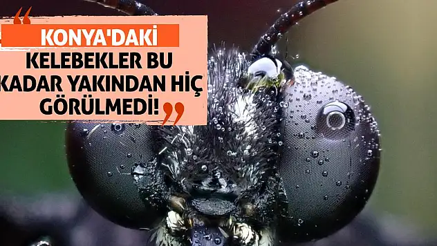 Konya'daki Kelebekler Bu Kadar Yakından Hiç Görülmedi!