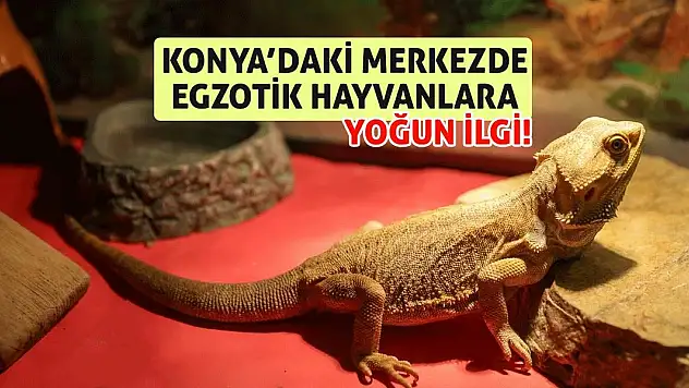 Konya'daki Merkezde Egzotik Hayvanlara Yoğun İlgi!