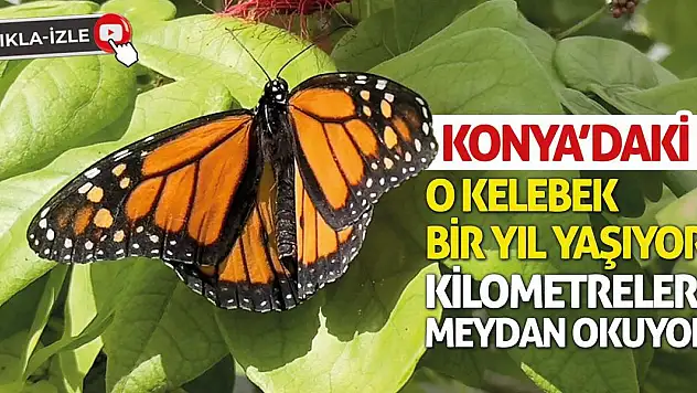 Konya'daki O Kelebek Bir Yıl Yaşıyor! Kilometrelere Meydan Okuyor!