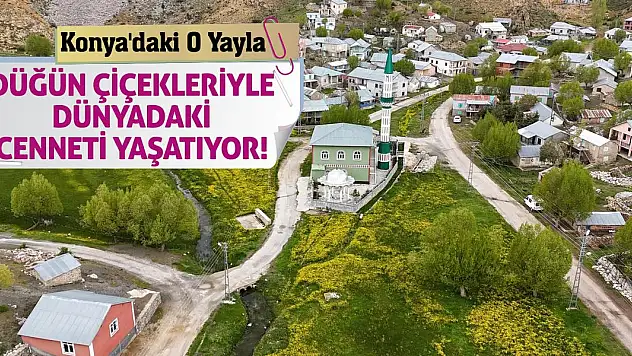Konya'daki O Yayla Düğün Çiçekleriyle Dünyadaki Cenneti Yaşatıyor!