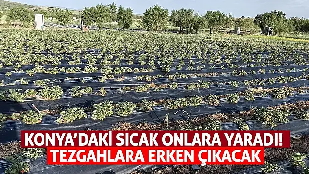 Konya'daki sıcak onlara yaradı! Tezgahlara erken çıkacak