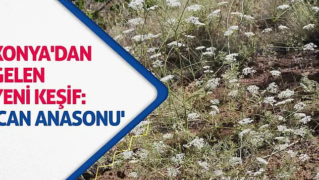 Konya'dan Gelen Yeni Keşif: 'Can Anasonu'
