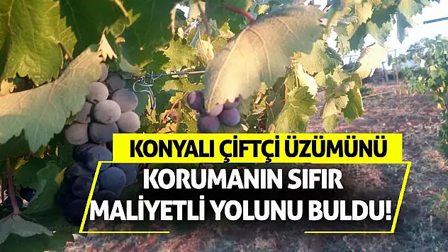 Konyalı çiftçi üzümünü korumanın sıfır maliyetli yolunu buldu!