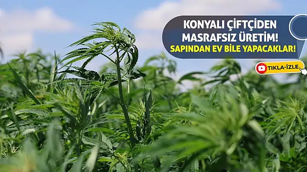 Konyalı Çiftçiden Masrafsız Üretim! Sapından Ev Bile Yapacaklar!