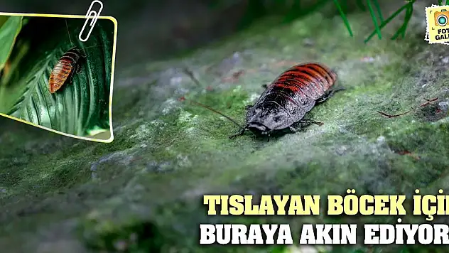 Konyalılar tıslayan böcek için buraya akın ediyor!